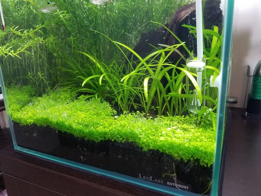 二酸化炭素不要で水槽に簡単に緑の絨毯をつくる水草の種 趣味リウム