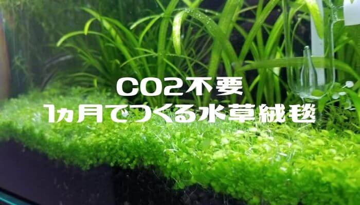 二酸化炭素不要で水槽に簡単に緑の絨毯をつくる水草の種 趣味リウム